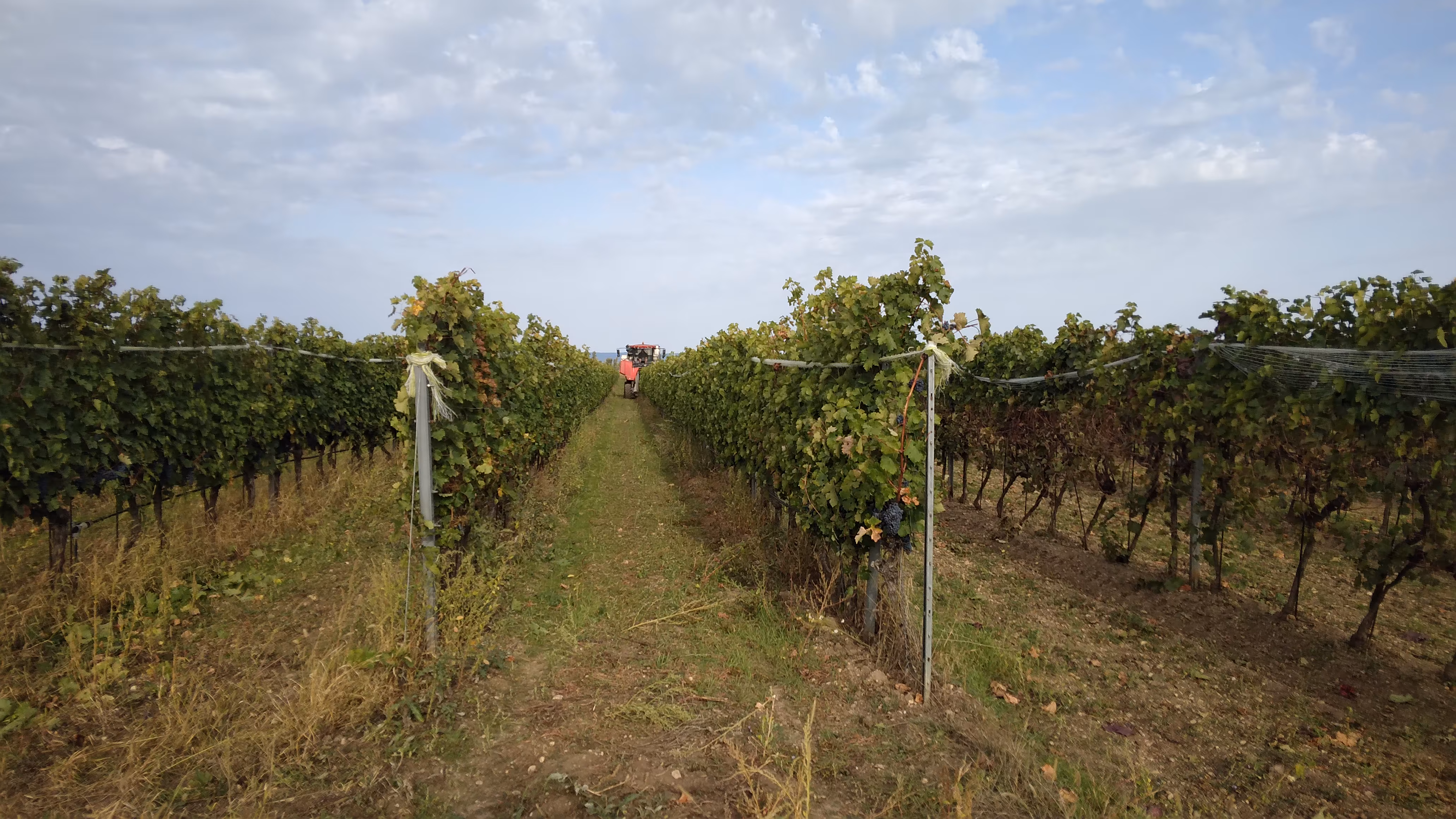 Umgebung Weingarten Lesemaschine